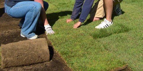 Sod Installation, New Lawn Installation, Sod Installation Contractor, Grass Installation, Free Estimate